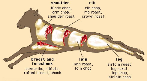 Lamb Cuts | Lamb Anatomy | Northwest Meat Company