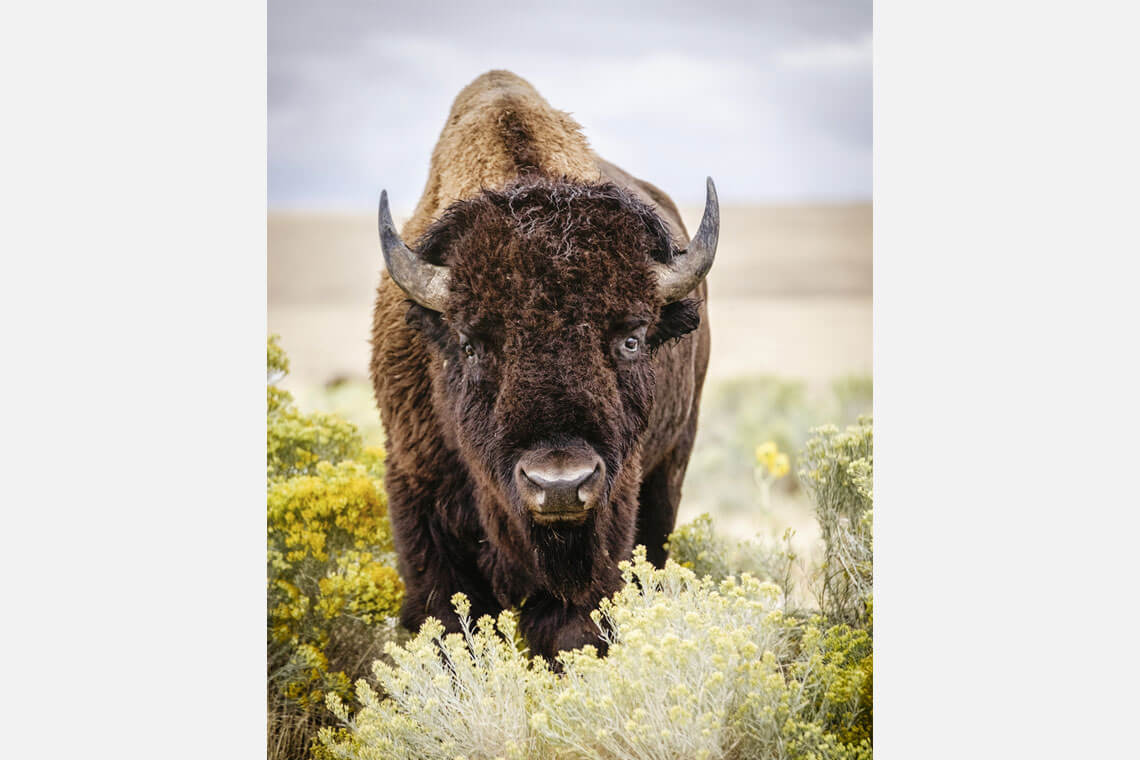 Buffalo Strip Loin