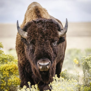 Buffalo