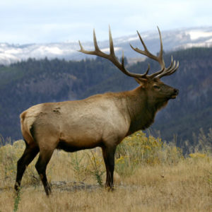 game meat elk offals category