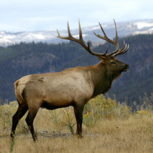 Elk