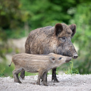 Wild Boar