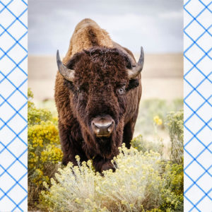 Buffalo Meat Products