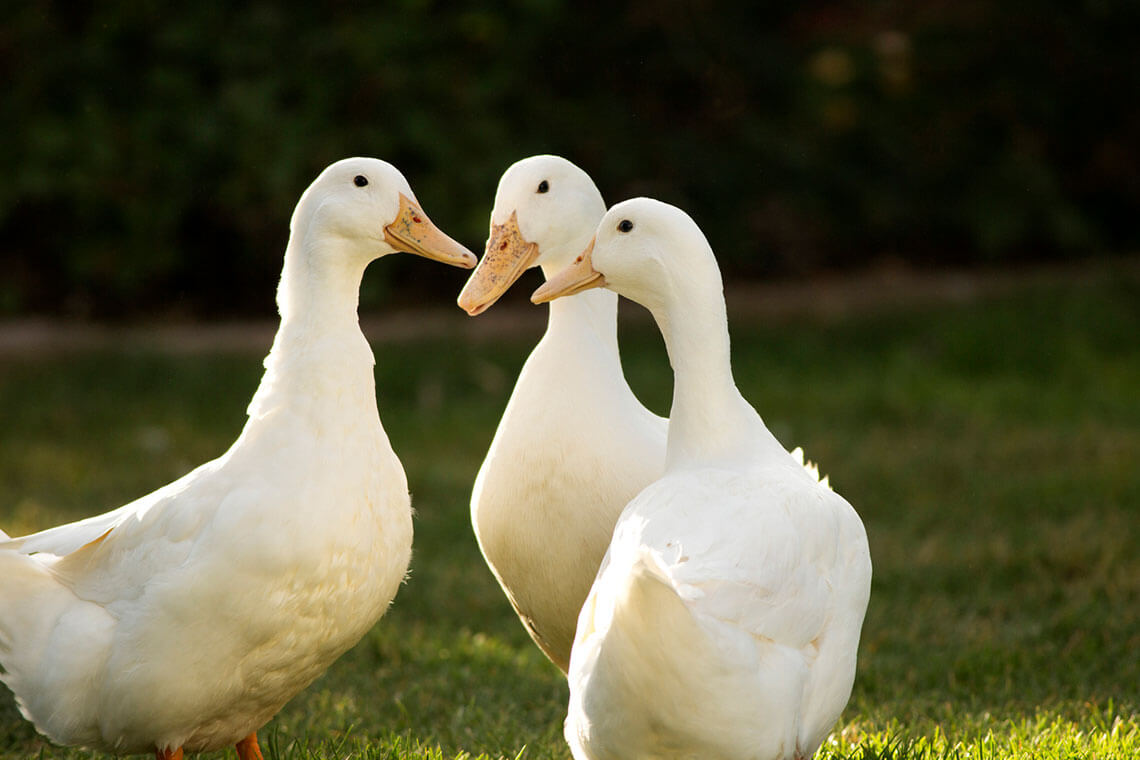 Duck Tongue