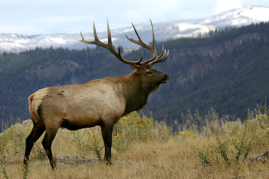 Elk Sausage