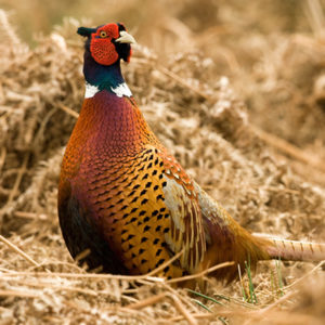 Pheasant Whole Birds