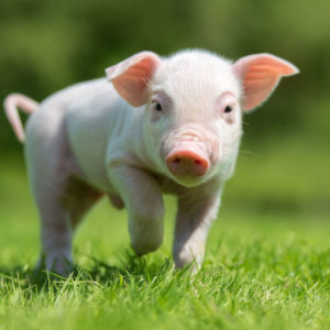 caul fat pork lamb