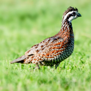 Quail Whole Birds