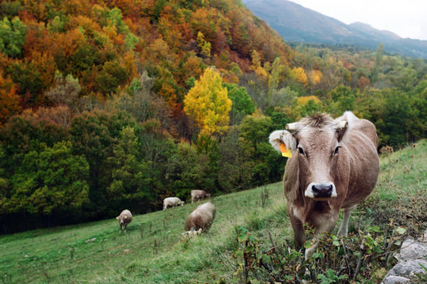 Veal meat Products