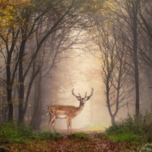 Venison Meat Products