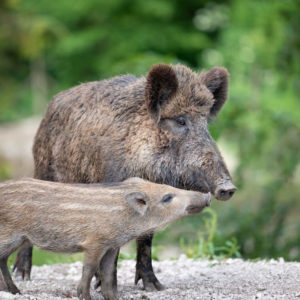 WILD BOAR PRODUCTS