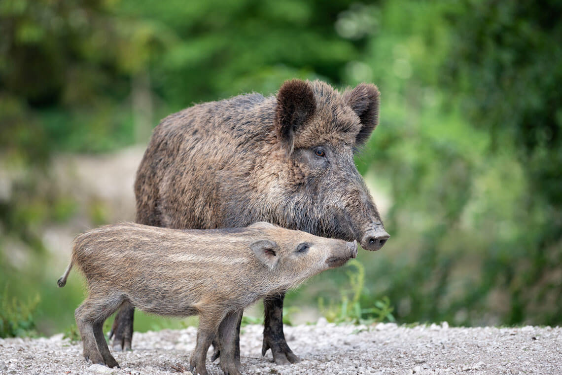 Wild Boar Necks