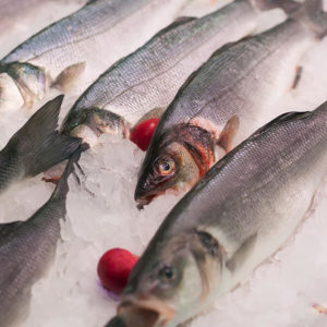 wholesale farm raised fish