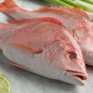 wholesale snapper