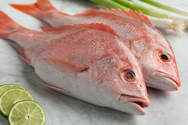 wholesale snapper