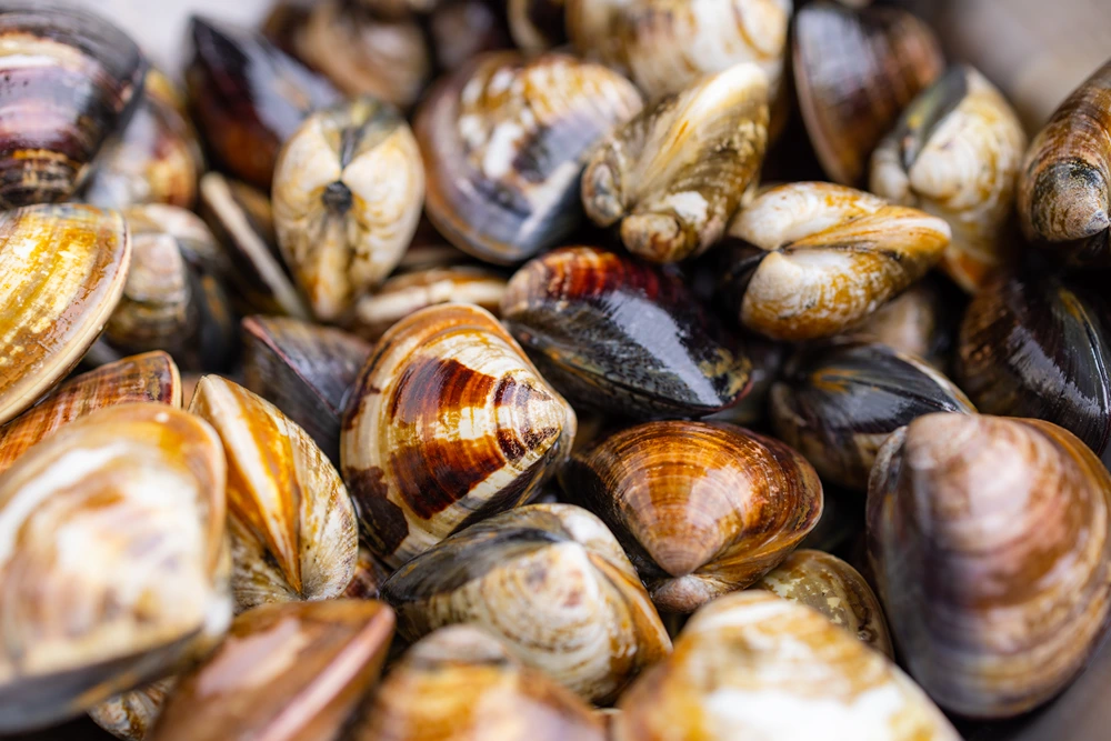 Clams
