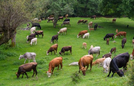 modern-day veal industry