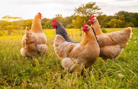 The Unique Differences between Amish, Kosher and Halal Chicken